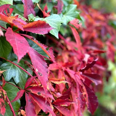Dom Na Kaszubach, Sauna I Balia *