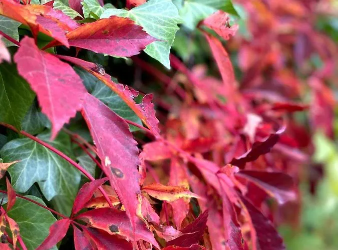 Dom Na Kaszubach, Sauna I Balia *